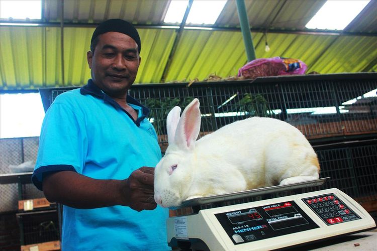 Kisah Bapak Suryo Yang Melakukan Bisnis Kelinci