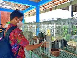 Menggali Peliang Potensi Pusat Penitipan Kelinci