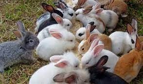 Peluang Bisnis Menjanjikan dengan Pelatihan Kelinci