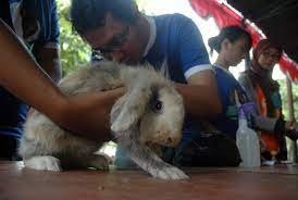 Sebuah Peluang Terapi yang Menjanjikan Untuk Kelinci